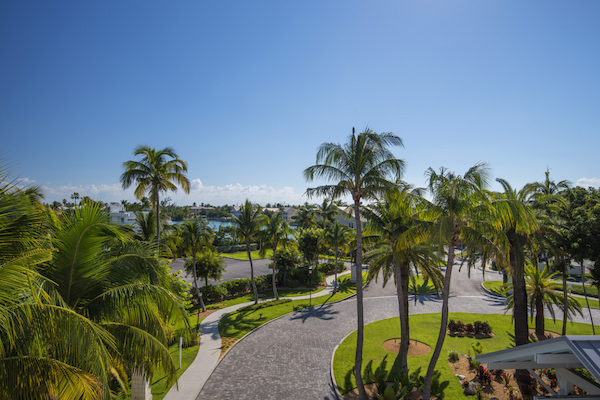 A tropical scene with palm trees, a winding pathway, and a clear blue sky. The lush greenery and serene environment suggest a warm, sunny day.