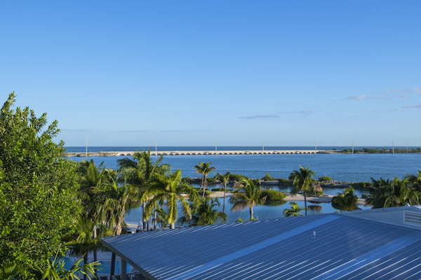 A scenic view of a coastal area with palm trees, water, and a distant bridge, seen under a clear blue sky from a vantage point above rooftops.