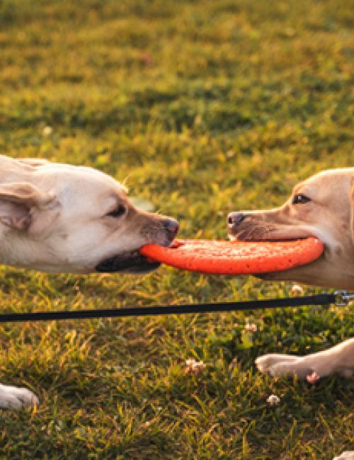 Two dogs, one with a yellow collar and the other with a red collar, are playfully tugging at a frisbee in a grassy area.