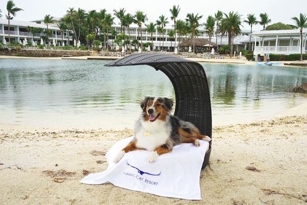 A dog lounges on a wicker chair by a serene beach with a white towel labeled "Hawks Cay Resort," with palm trees and a resort in the background.