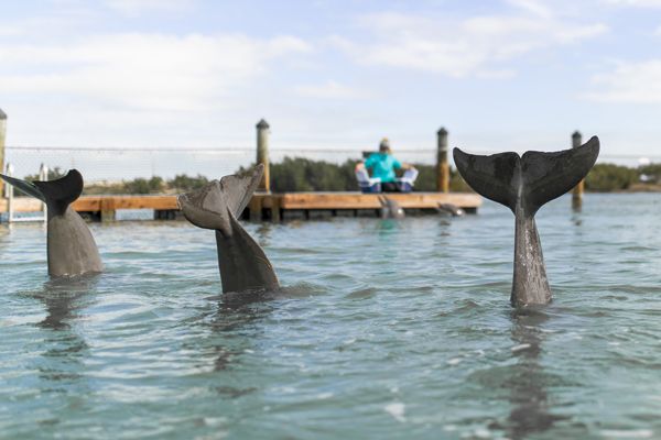 Three dolphin tails are visible in the water, while a person sits on a dock in the background near the shore, with clear skies overhead.