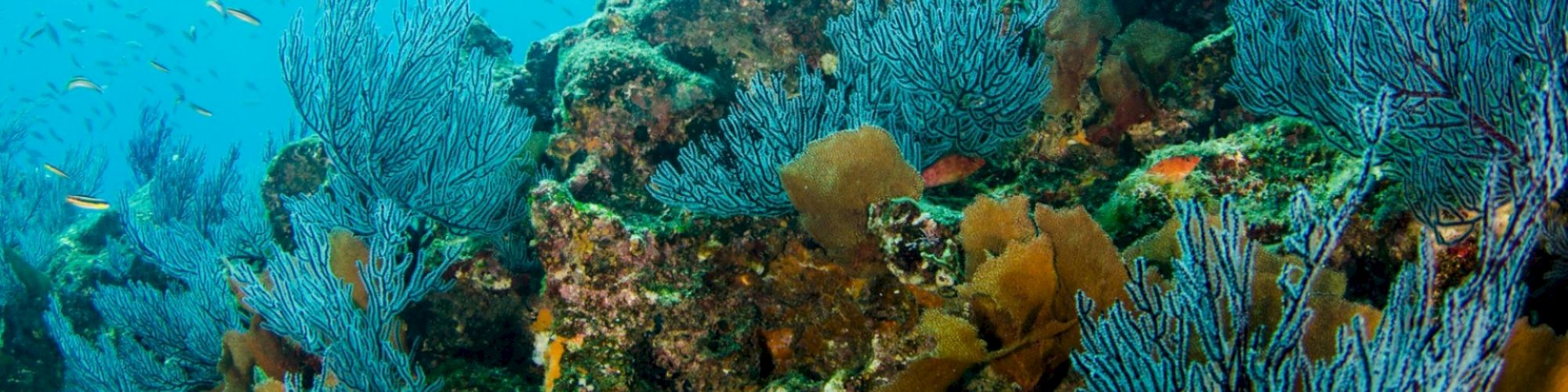 The image depicts an underwater scene with vibrant coral reefs, various types of corals, and numerous small fish swimming around.