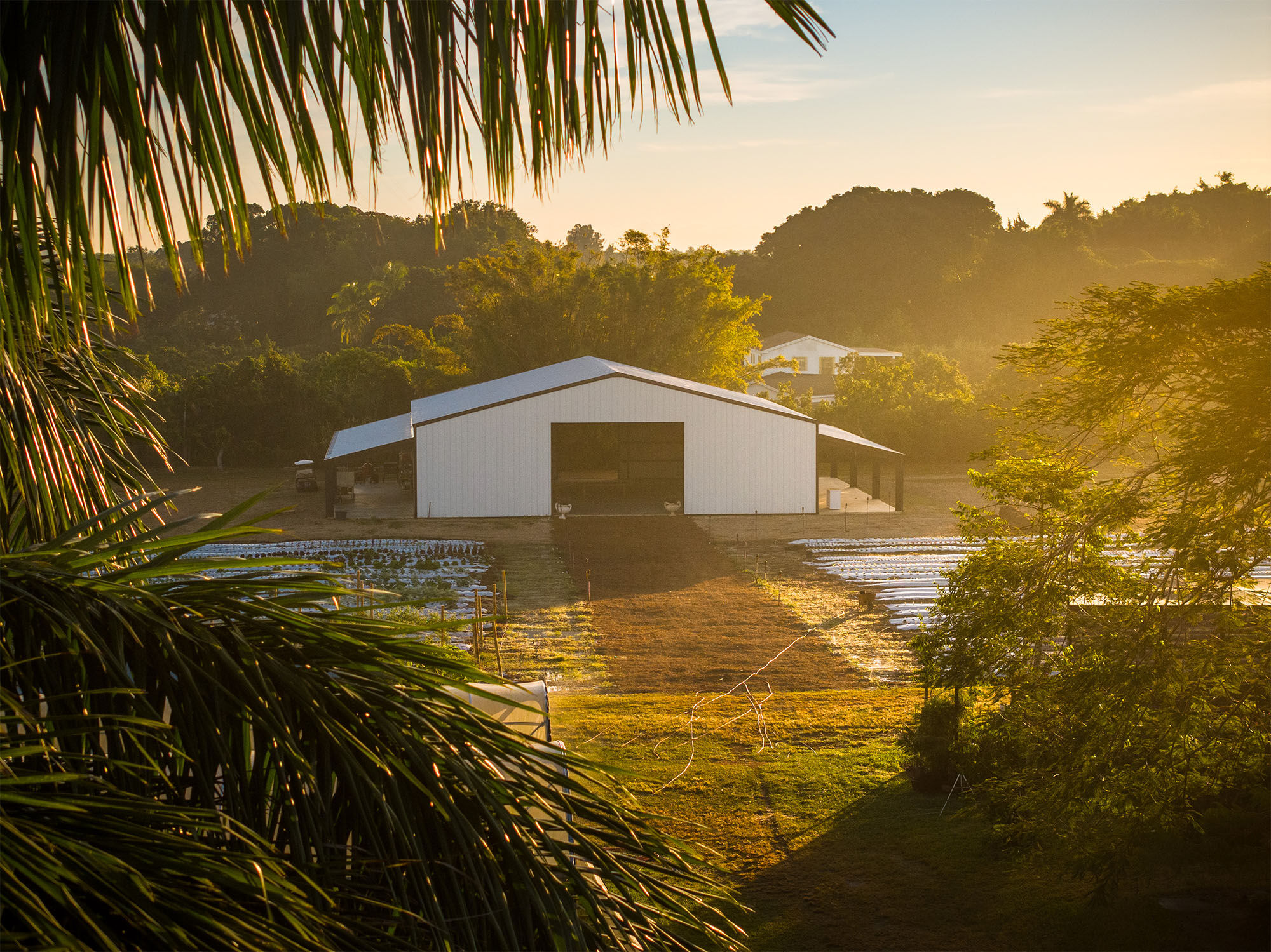 A serene rural scene with a barn, fields, and trees, captured in the warm glow of the rising or setting sun, framed by palm leaves.