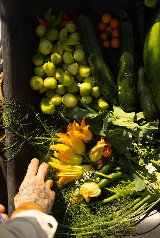 A variety of fresh vegetables and squash blossoms are arranged, with a hand reaching towards them.