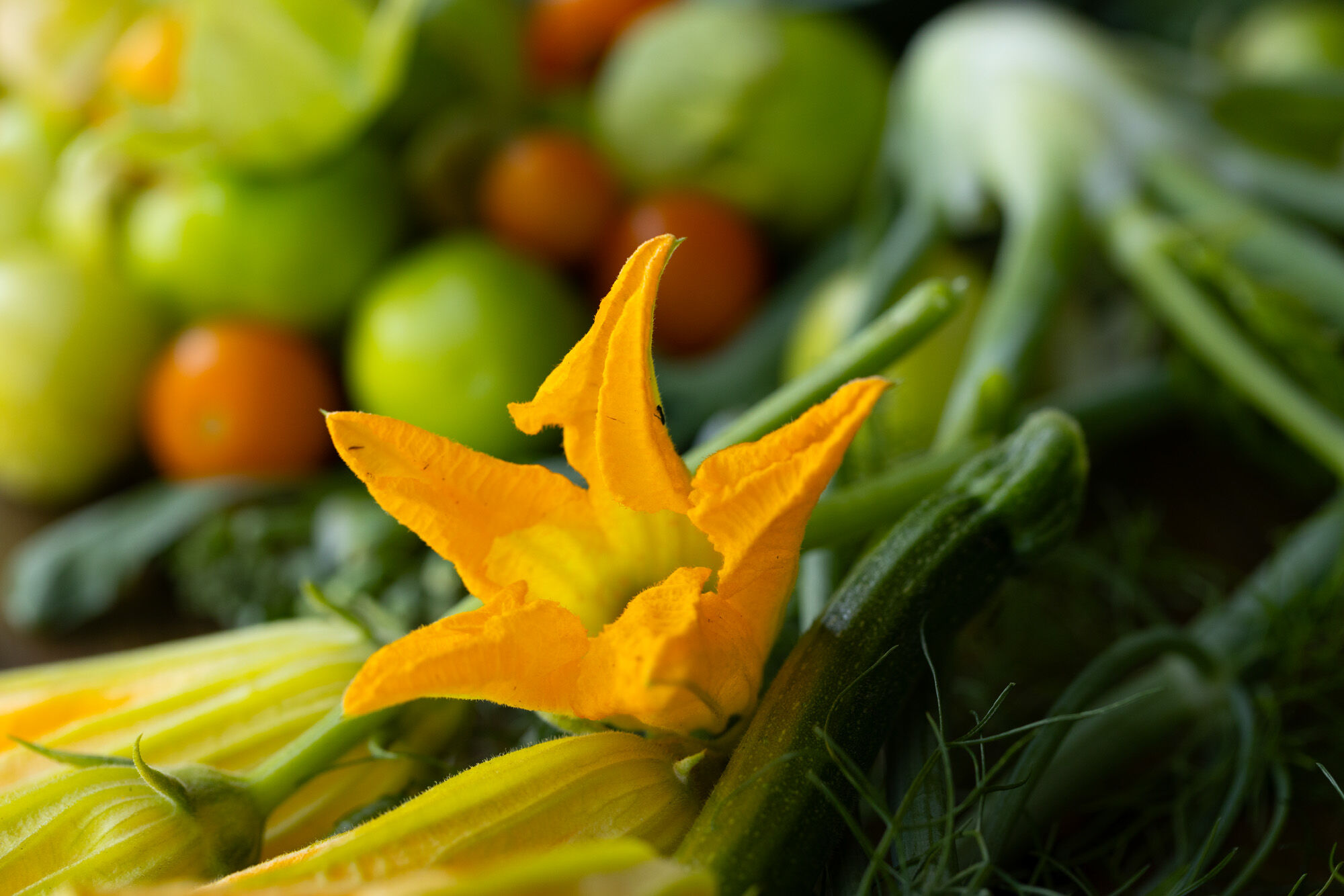 The image shows a zucchini flower with blurred green vegetables and tomatoes in the background.