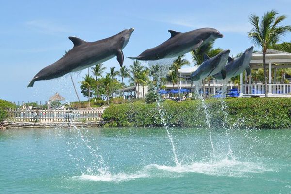 Four dolphins are leaping out of the water in unison with a background of greenery, palm trees, and a waterfront structure in a sunny setting.