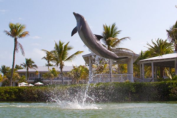 A dolphin is mid-leap out of the water in a tropical setting with palm trees and buildings in the background.