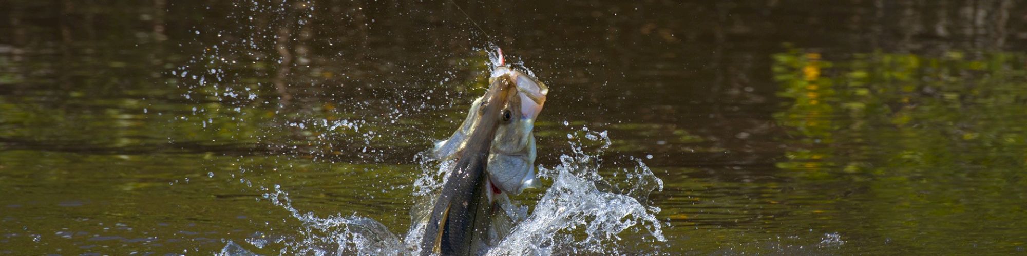 A fish leaps out of water with its mouth open, causing splashes, captured in mid-action in a natural, serene water setting.