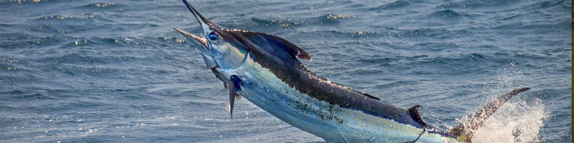 A marlin is leaping out of the water, displaying its long, pointed bill and sleek body as it makes a splash in the ocean.