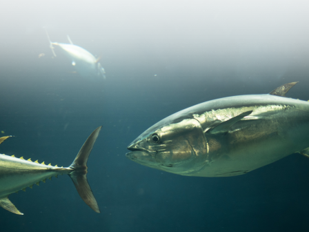 The image shows several fish swimming in clear blue water, likely in an aquarium or ocean setting.