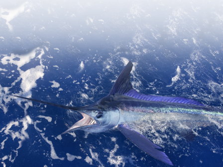 A marlin is emerging from the water with its mouth open in the blue ocean, surrounded by splashes and ripples in the water.