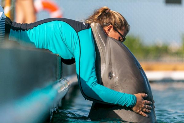 A person in a turquoise wetsuit is hugging a dolphin at the edge of a pool, showing affection in a marine environment.