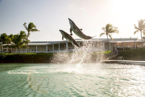 Two dolphins jump out of the water in front of a building with palm trees, with splashing visible beneath them in the warm sunlight.