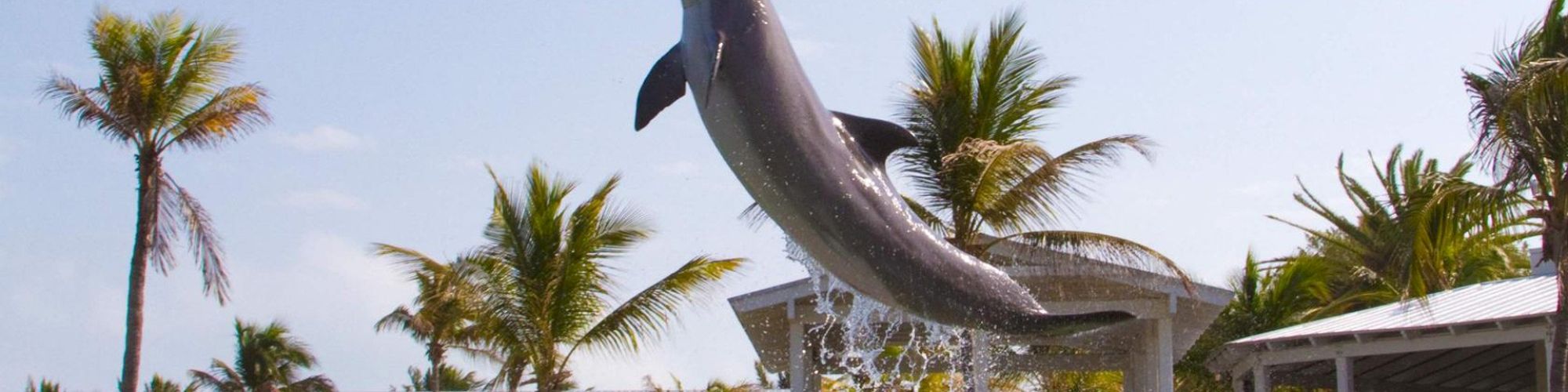 A dolphin is mid-jump out of the water with splash beneath, set against a background of palm trees and buildings.