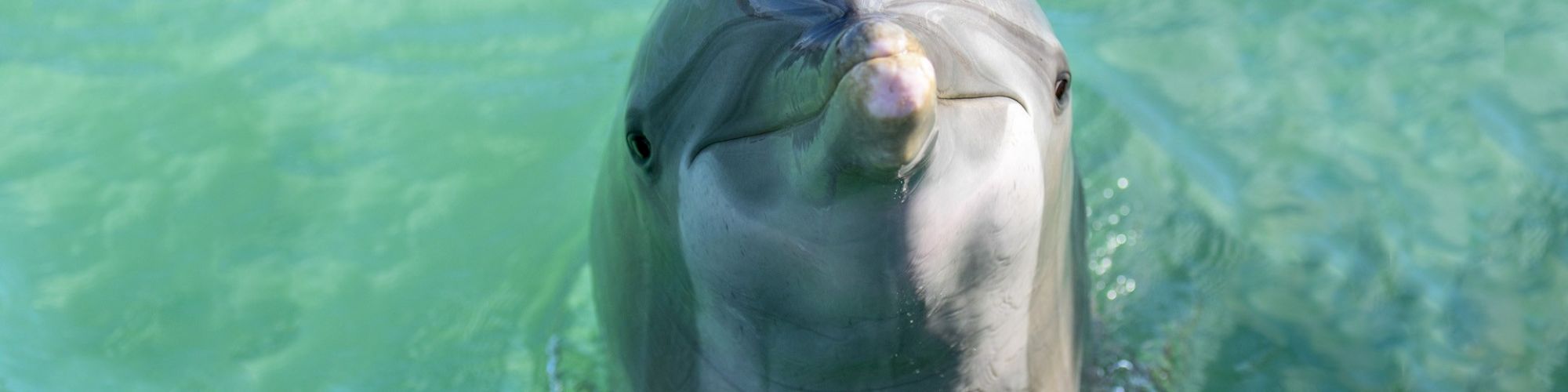 The image shows a dolphin's head emerging from clear green water, giving the appearance that the dolphin is looking directly at the camera.