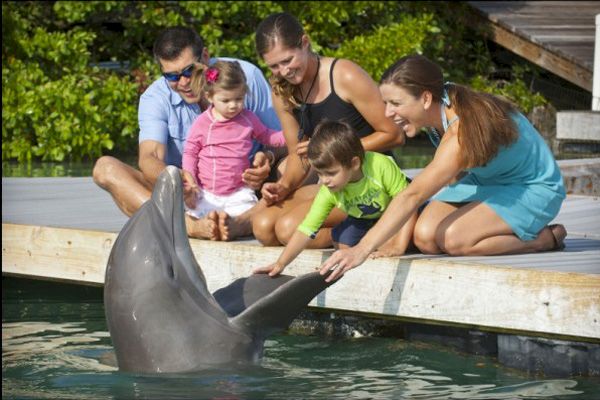 A family interacts with a dolphin by a dock, with two children and two adults petting the dolphin as it emerges from the water.