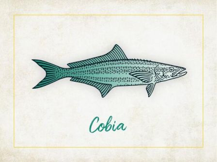 An illustration of a fish with the label "Cobia" below it is present within a bordered frame on a textured background.