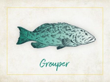 The image shows an illustrated grouper fish, with the word "Grouper" written below it in a handwritten-style font.