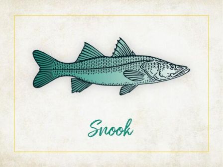 An illustration of a fish labeled "Snook" against a textured background with a simple border.