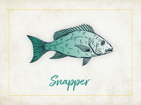 An illustration of a snapper fish with the word "Snapper" written underneath, set against a textured background.