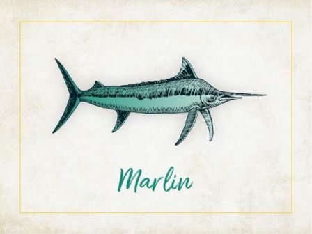 The image features an illustration of a marlin, a large fish with an elongated body and a spear-like snout, along with the word "Marlin" underneath.