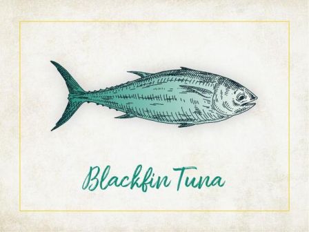 The image features an illustration of a Blackfin Tuna with its name written below it in a decorative font.