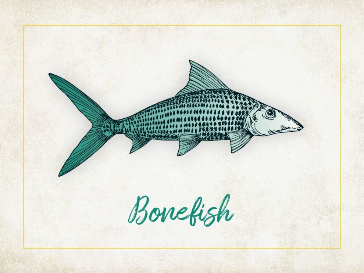 An illustration of a bonefish with text labeling it "Bonefish" below, set against a white background with a subtle yellow border.