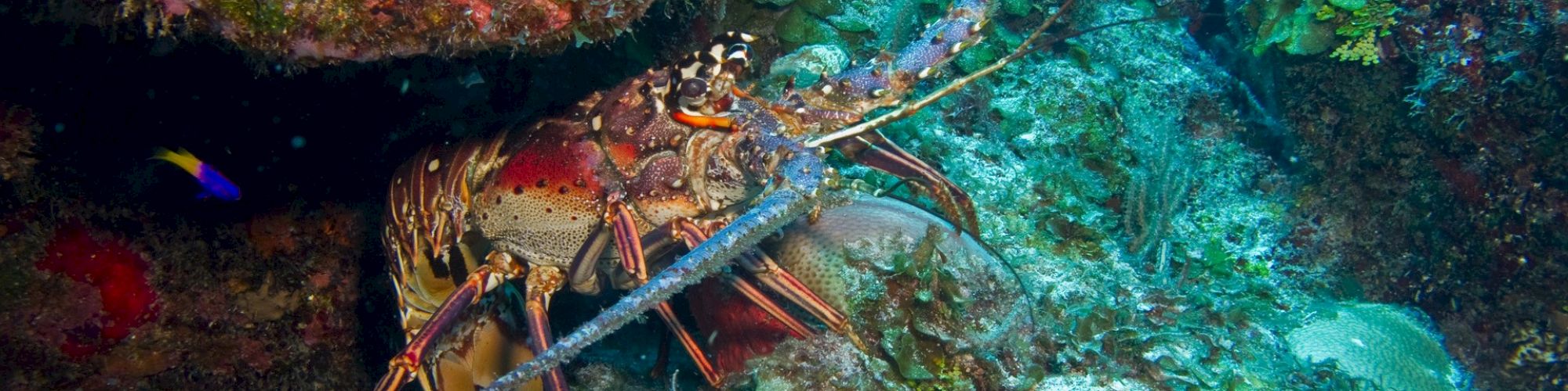 A lobster is partially hidden among vibrant underwater corals and rocks in this image, showcasing a colorful marine habitat.