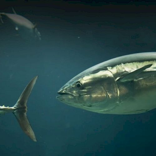 The image shows large fish swimming underwater, likely tuna, with a dark blue background and some smaller fish in the distance.