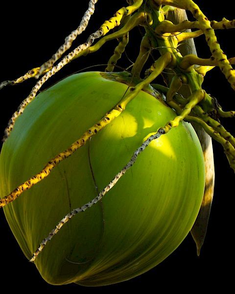 The image shows a green coconut hanging from a palm tree with its roots and branches extending outward against a black background.