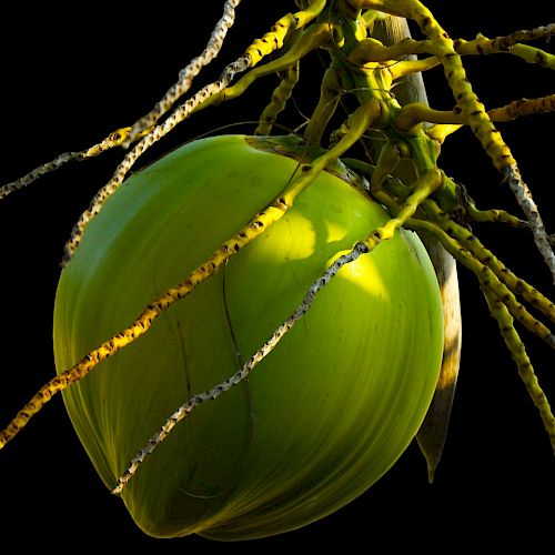 The image shows a green coconut hanging from a palm tree with its roots and branches extending outward against a black background.