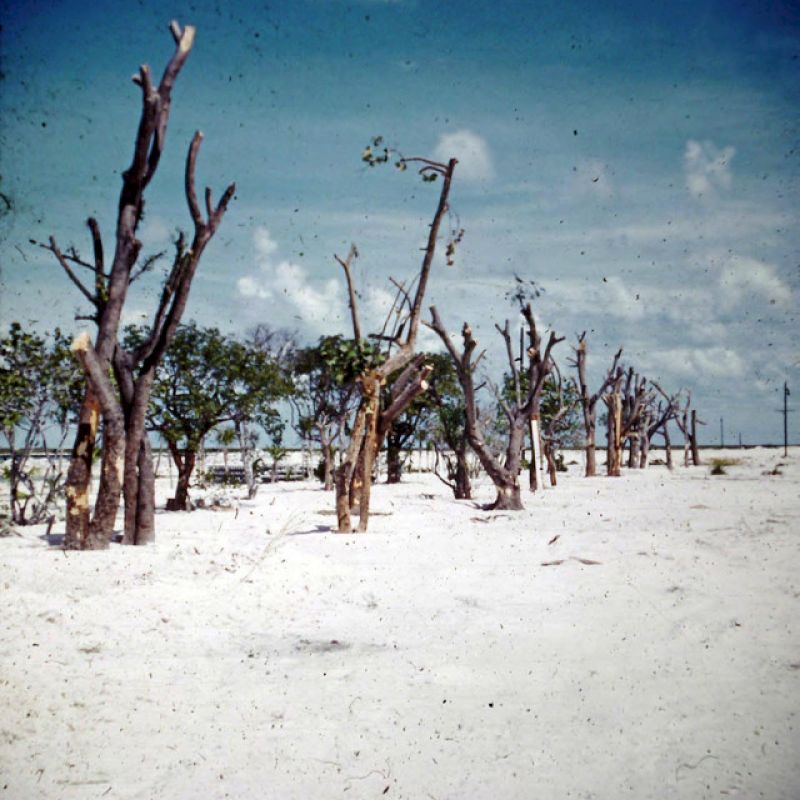 The image shows a barren landscape with sparse, leafless trees under a clear blue sky with a few clouds in the distance.